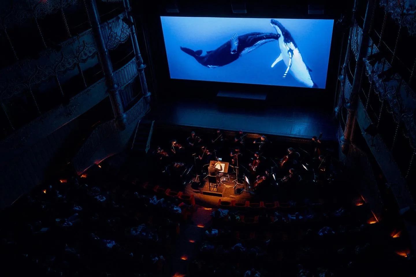 Een live orkest in een theater met daarachter een projectie van twee grote walvissen in blauw water